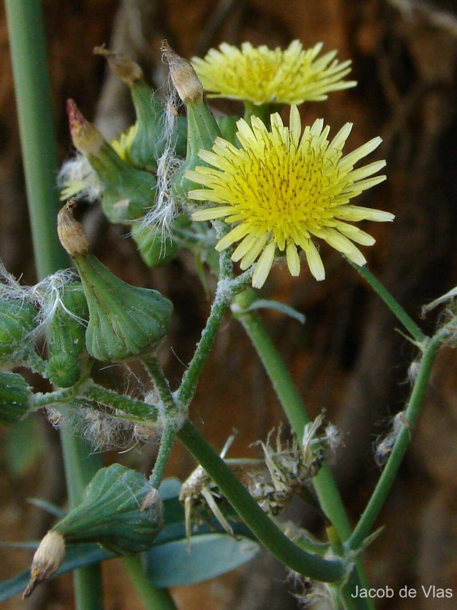 Sonchus oleraceus L.